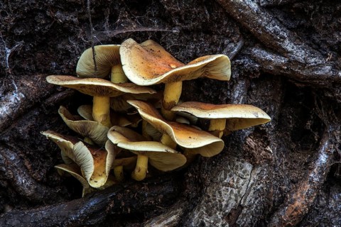 Mushrooms grow from the roots of a fallen tree, Darßwald, Darß, Fischland-Darß-Zingst, Western