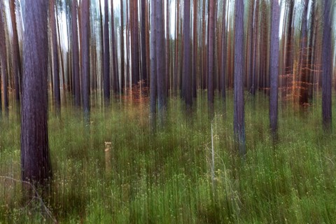 Forest, pine trees (Pinus), pine forest, tree trunks, distorted, moving camera, Darßwald,