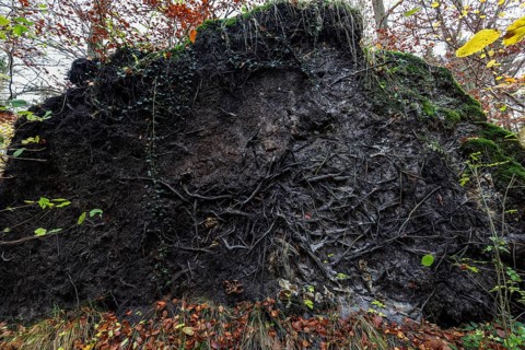 Roots of a fallen tree, Darßwald, Darß, Fischland-Darß-Zingst, Western Pomerania Lagoon Area