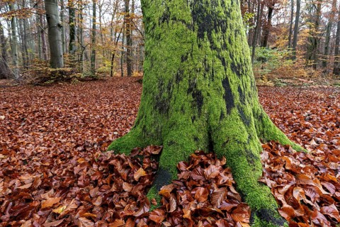 Moss-covered tree trunk in autumn forest, Darßwald, Fischland-Darß-Zingst, Western Pomerania Lagoon