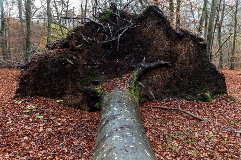 Fallen tree lies in autumn forest, autumn-colored leaves, Darßwald, Fischland-Darß-Zingst, Western