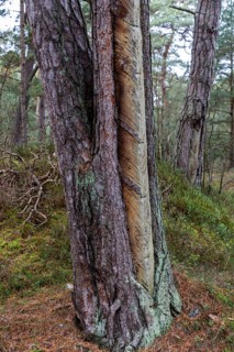 Pine tree (Pinus) with cut-in resin conductive chips, resin extraction until 1990, Darßwald, Darß,
