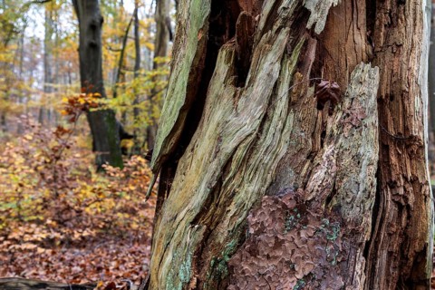 Rotten tree in autumn forest, Darßwald, Fischland-Darß-Zingst, Western Pomerania Lagoon Area