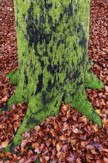 Moss-covered tree trunk in autumn forest, Darßwald, Fischland-Darß-Zingst, Western Pomerania Lagoon
