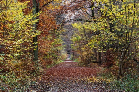 Trail through autumn forest, autumn-colored trees, Darßwald, Fischland-Darß-Zingst, Western
