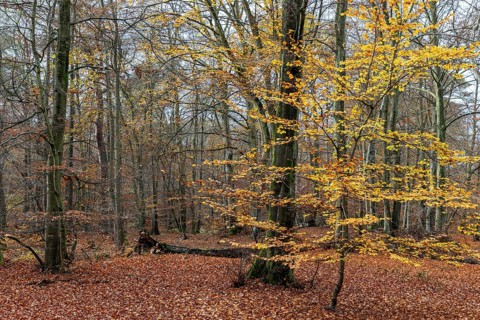 Autumn forest, autumn-colored leaves, Darßwald, Fischland-Darß-Zingst, Western Pomerania Lagoon
