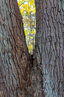 Tree trunk with furrowed bark, V-shaped, Darßwald, Darß, Fischland-Darß-Zingst, Western Pomerania