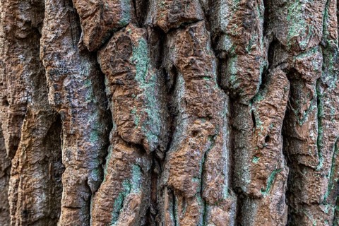Tree trunk with furrowed bark, Darßwald, Darß, Fischland-Darß-Zingst, Western Pomerania Lagoon Area