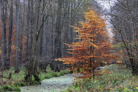 Autumnal tree, Darßwald, Fischland-Darß-Zingst, Western Pomerania Lagoon Area National Park,
