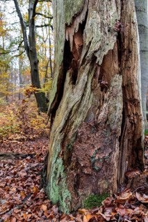 Rotten tree in autumn forest, Darßwald, Fischland-Darß-Zingst, Western Pomerania Lagoon Area