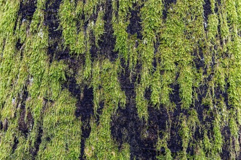 Moss-covered tree trunk, Darßwald, Fischland-Darß-Zingst, Western Pomerania Lagoon Area National