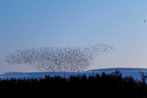 Flock of starlings (Sturnus vulgaris) directly above the roost, flock of birds, autumn migration,