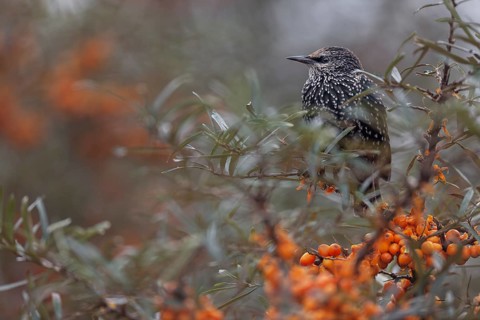 Starling (Sturnus vulgaris) adult bird resting among sea buckthorn (Hippophae rhamnoides), berries,