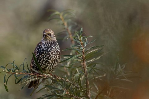 Starling (Sturnus vulgaris) adult bird in spotted winter dress, sea buckthorn, resting dress,
