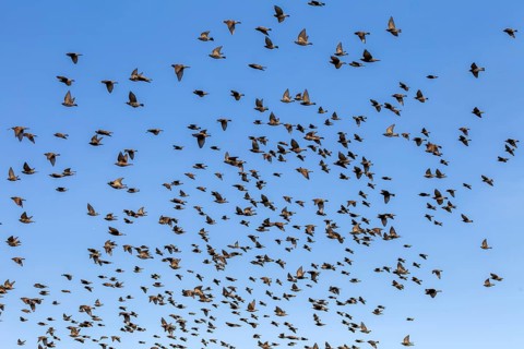 A flock of starlings (Sturnus vulgaris) flies parallel to the North Sea dyke in search of a good