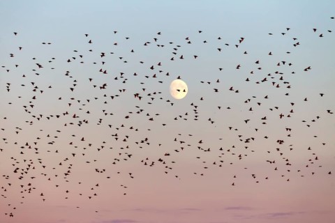 Starlings (Sturnus vulgaris) fly to roost in front of the moon, flock of birds, bird migration,