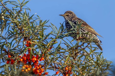 Starling (Sturnus vulgaris) in resting dress looks tensely out of a sea buckthorn bush (Hippophae