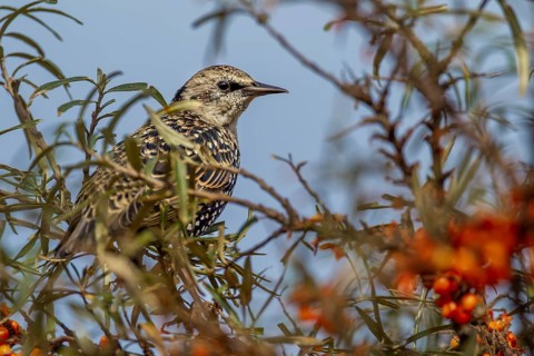 Starling (Sturnus vulgaris) this year's young bird looking tensely out of a sea buckthorn bush