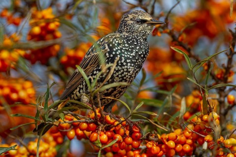 Starling (Sturnus vulgaris) this year's juvenile between ripe sea buckthorn berries (Hippophae