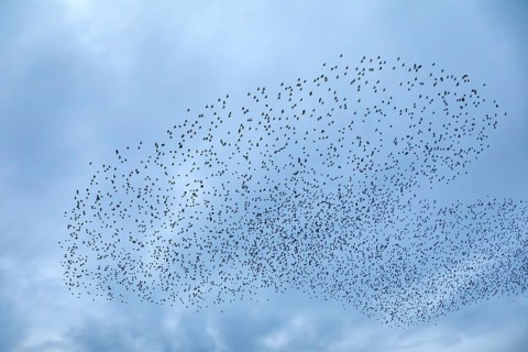 Starlings (Sturnus vulgaris) gather over the roost, autumn migration, spring migration, bird