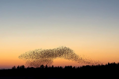 A flock of starlings (Sturnus vulgaris) gathers over the roost in front of sunset, evening mood,