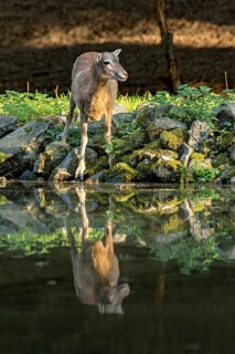 European mouflon (Ovis gmelini musimon), female, mouflon, mouflon drinking water from pond on