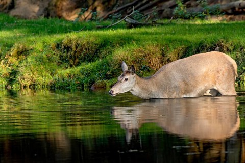 Female red deer (Cervus elaphus), wild deer, doe bathing, swimming on the bank of a pond at the