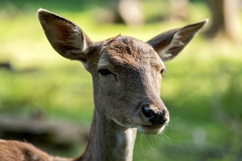 Damson (Dama dama), wild deer, doe observing her surroundings with ears attentively pointing