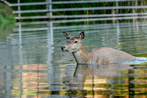 Female red deer (Cervus elaphus), bare deer, doe bathing in pond, Vogelsberg, Kälberbachteich,