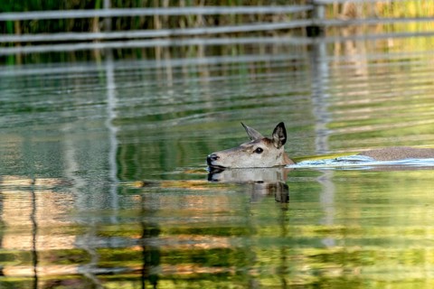 Female red deer (Cervus elaphus), bare deer, doe bathing, swimming through pond, Vogelsberg,