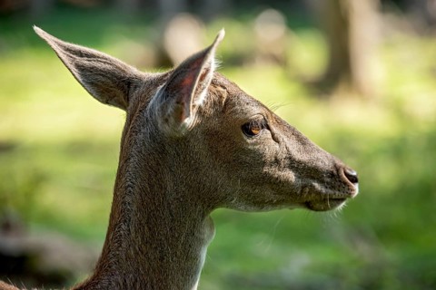 Damson (Dama dama), wild deer, doe observing her surroundings with ears attentively pointing