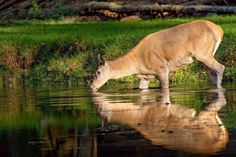 Female red deer (Cervus elaphus), bare deer, doe drinking water, bathing on the bank of a pond at