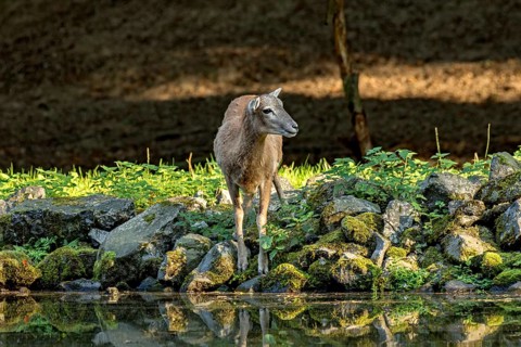 European mouflon (Ovis gmelini musimon), female, mouflon, mouflon drinking water from pond on