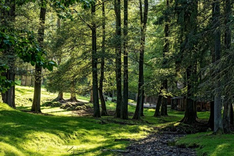 Beech trees (Fagus) against the light, beech forest, forest adventure trail, dream forest,