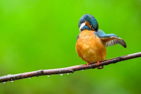 A kingfisher (Alcedo Matthis) sits quietly on a branch while grooming its feathers surrounded by