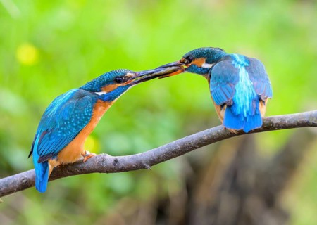 Two kingfishers (Alcedo atthis) during the so-called fish handover the male on the right in the