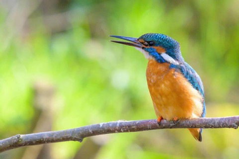 Kingfisher (Alcedo atthis) adult male sitting on a branch, green natural background, East