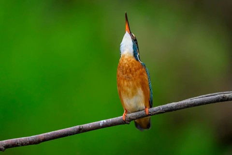 A kingfisher (Alcedo Matthis) looking upwards on a branch, surrounded by green background, East