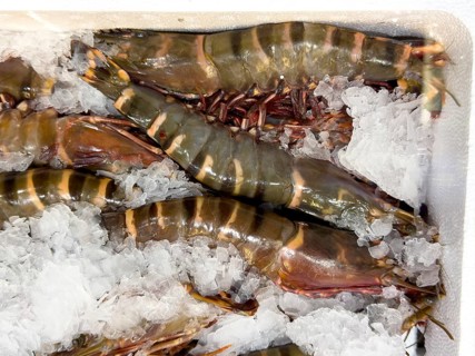 Giant tiger prawn (Penaeus monodon) delicacy from assortment seafood seafood on ice in refrigerated