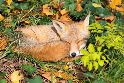 Red fox (Vulpes vulpes) lying peacefully curled up in the sun between grass (Poales) and leaves,