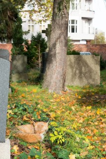 Red fox (Vulpes vulpes) lying peacefully curled up in the sun, grass and autumn leaves, sleeping,
