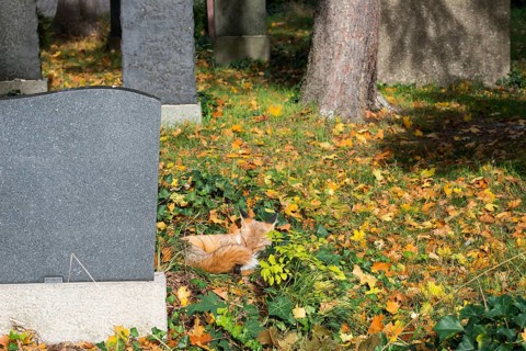 Red fox (Vulpes vulpes) lying peacefully curled up in the sun, grass and autumn leaves, sleeping,