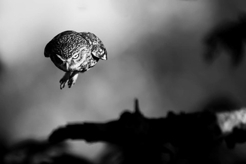 A little owl (Athene noctua) flies in a gloomy black and white setting with strong shadows,