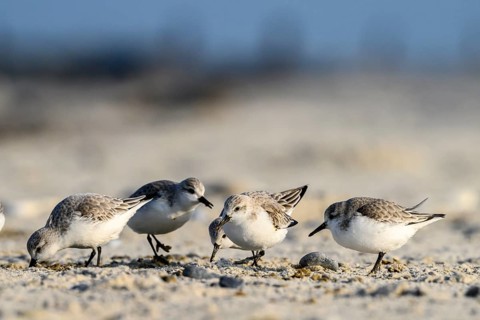 A group of sandpipers (Calidris alba) foraging on the beach, Heligoland, Schleswig-Holstein,