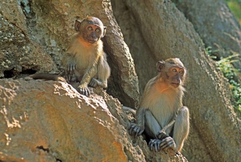Rhesus monkeys, Wat Suwannakhuha monastery, Phangnga Bay, Ko Phuket, Thailand, December 2002,