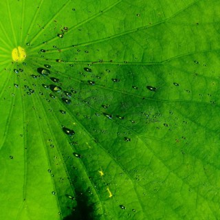Morning dew on a lotus leaf, lotus effect, Bali, Indonesia