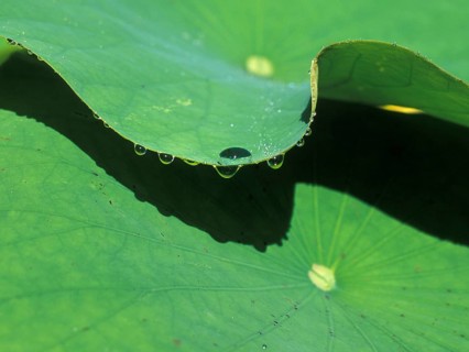 Morning dew pearls from a lotus leaf, Loptus effect, Bali, Indonesia