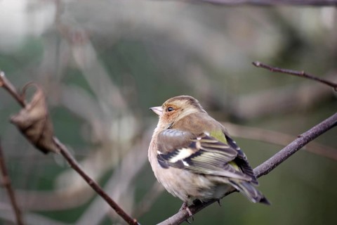 Chaffinch (Fringilla coelebs), male, winter plumage, close-up, twig, Germany, In winter the plumage