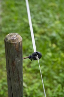 Insulator on an electric fence, willow fence, detail, Upper Bavaria, Bavaria, Germany