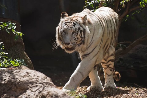 White tiger (Panthera tigris), Loro Park, Tenerife, Spain